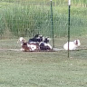 Meet your Posher, Brandi